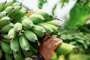 jardineiros carregando banana. foto