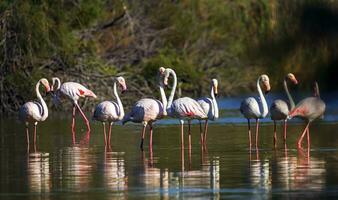 maior flamingos, phoenicopterus rosa, camargue, França foto