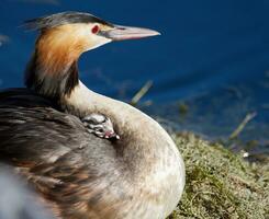 com crista mergulhão, podiceps cristatus, Pato e bebê foto