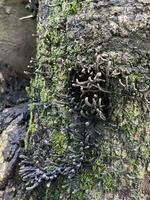 raro cogumelo crescendo em podre madeira com musgo, lindo natural fundo, podre madeira árvore com alguns mos e Sombrio musroom foto