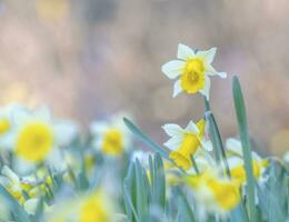 narciso, narciso ou junquilho Primavera flores com nive bokeh foto