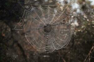 intrincado aranha rede foto