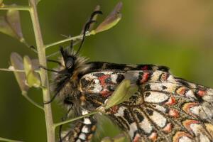 espanhol festão borboleta - zeríntia rumina foto