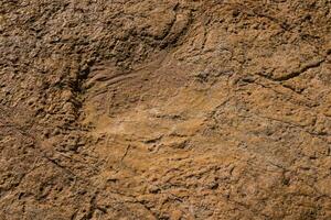 dinossauro pegadas em pedra foto
