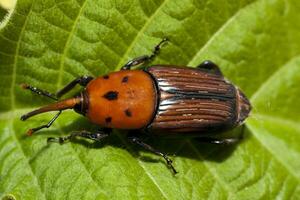 caruncho vermelho da palmeira foto