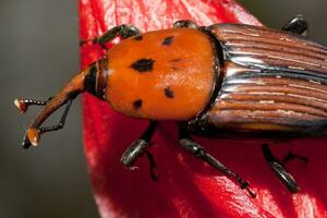 caruncho vermelho da palmeira foto