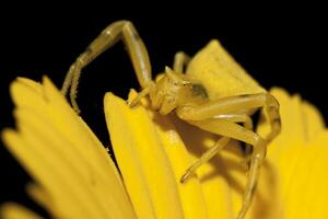 amarelo caranguejo aranha foto