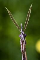 masculino empusa pennata foto