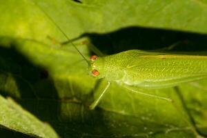 europeu gafanhoto - tetigonia viridissima foto