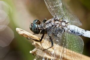 quilhada skimmer libélula foto