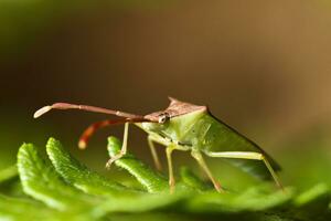 sulista verde percevejo - Nezara viridula foto