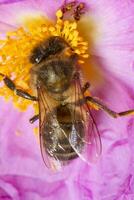 comum abelha inseto foto