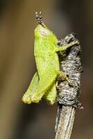 verde gafanhoto - pezotettix Giornae foto