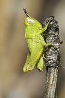 verde gafanhoto - pezotettix Giornae foto