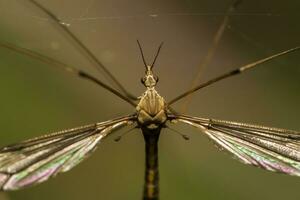 guindaste mosca inseto foto