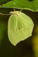 linda borboleta verde foto