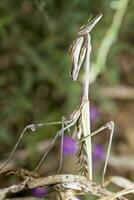 empusa pennata fechar acima foto