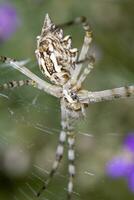 argiope lobata fechar acima foto