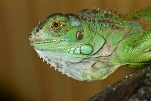 iguana lagarto fechar acima foto