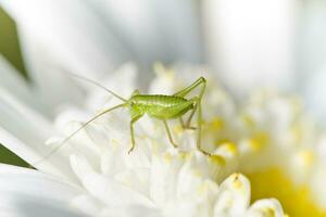 katydid - odontologia glabricauda foto