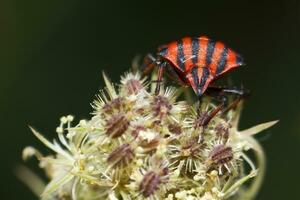 grafossoma lineatum inseto foto