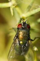 golpe mosca - lucilia César foto