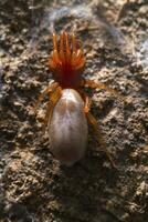 piolho aranha - disdera crocata foto