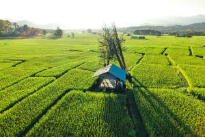 verde arroz Campos dentro a tarde foto