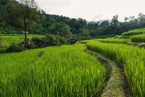 verde arroz Campos às a campo foto