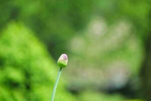 fechar acima imagem do plantar e flor foto