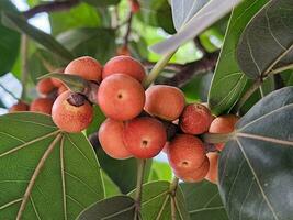 vermelho colori frutas em a árvore, ficus benghalensis, comumente conhecido Como a baniano, banyan FIG foto