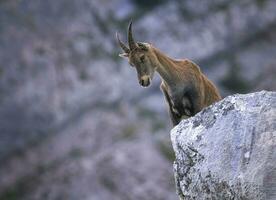 fêmea selvagem alpino, capra íbex, ou Steinbock retrato foto