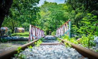 trilhos de trem pelo parque foto