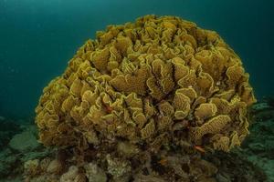 recife de coral e plantas aquáticas no mar vermelho, eilat israel foto