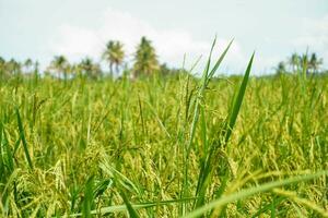 a arroz dentro a arroz Campos este estão ainda jovem é verde foto