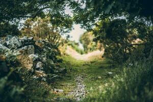 portão dentro uma de madeira cerca em uma vereda em direção a floresta Llanfairfechan, norte País de Gales, Cymru, Reino Unido foto