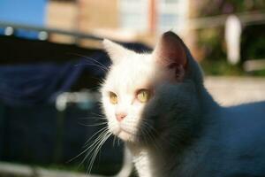 fofa gatinho é posando dentro a casa jardim às Luton, Inglaterra Reino Unido foto