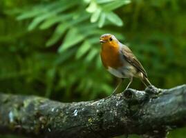 solteiro europeu robin peito vermelho, erithacus rubécula, em uma ramo foto