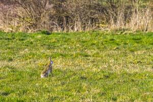 europeu Castanho lebre, lepus europaeus foto