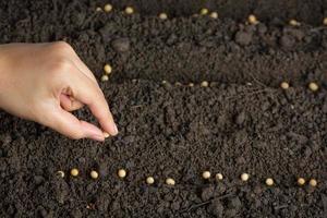 mulher plantando soja em espaço de solo fértil para texto. foto