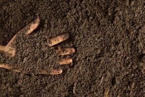 mão segurando solo preto para cultivar culturas conceito de dia mundial do solo foto