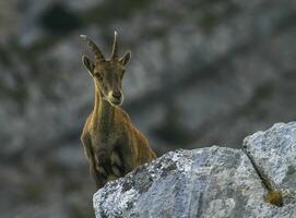 fêmea selvagem alpino, capra íbex, ou Steinbock foto