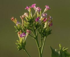 fechar sobre tabaco, nicotiana tabacum, lindo flores foto