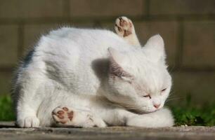 fofa gatinho é posando dentro a casa jardim às Luton, Inglaterra Reino Unido foto