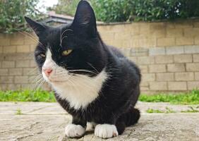 fofa gatinho é posando dentro a casa jardim às Luton, Inglaterra Reino Unido foto