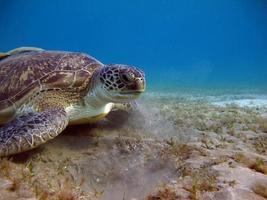 grande tartaruga verde nos recifes do mar vermelho.