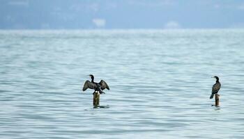 dois ótimo cormorões em tramas foto