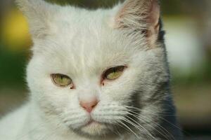 fofa gatinho é posando dentro a casa jardim às Luton, Inglaterra Reino Unido foto