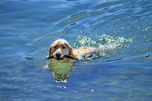 labrador cachorro jogando com uma bastão dentro água foto