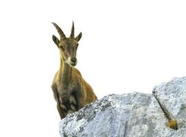 fêmea selvagem alpino, capra íbex, ou Steinbock foto